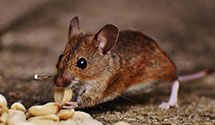 24 Hour & Emergency Exterminators in Ruidoso, NM